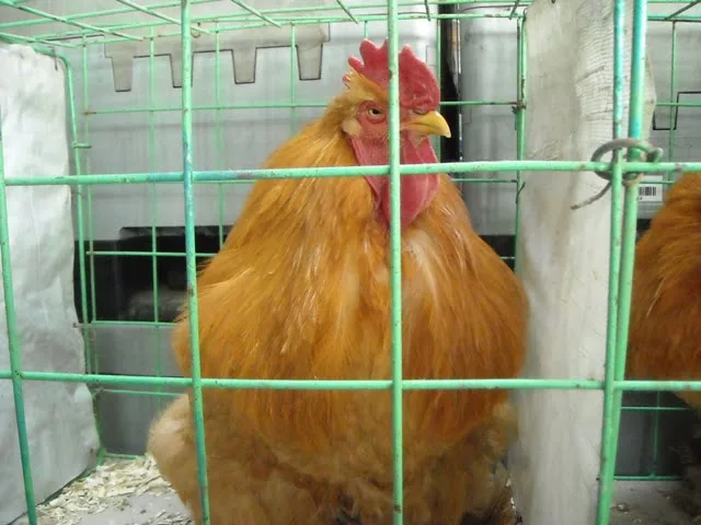 expo pasari si mamifere 13