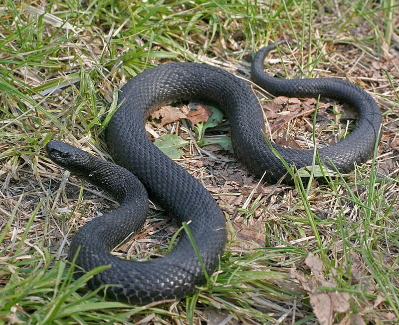 vipera