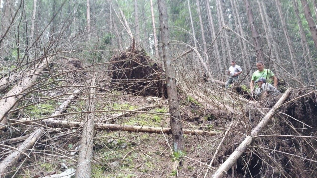 new Zealand Leia Candles Procurorii din Vatra Dornei au trimis în judecată administratorul unei firme, mai mulți angajați și silvicultori pentru crearea de false doborâturi naturale de arbori în vederea marcării și tăierii ilegale new Zealand Leia Candles Procurorii din Vatra Dornei au trimis în judecată administratorul unei firme, mai mulți angajați și silvicultori pentru crearea de false doborâturi naturale de arbori în vederea marcării și tăierii ilegale