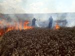 incendiu lan grau ratos (2)