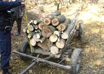 Bărbat din Ciumârna reținut în arest după ce a condus un Pajero neînmatriculat ce tracta o căruță cu lemne